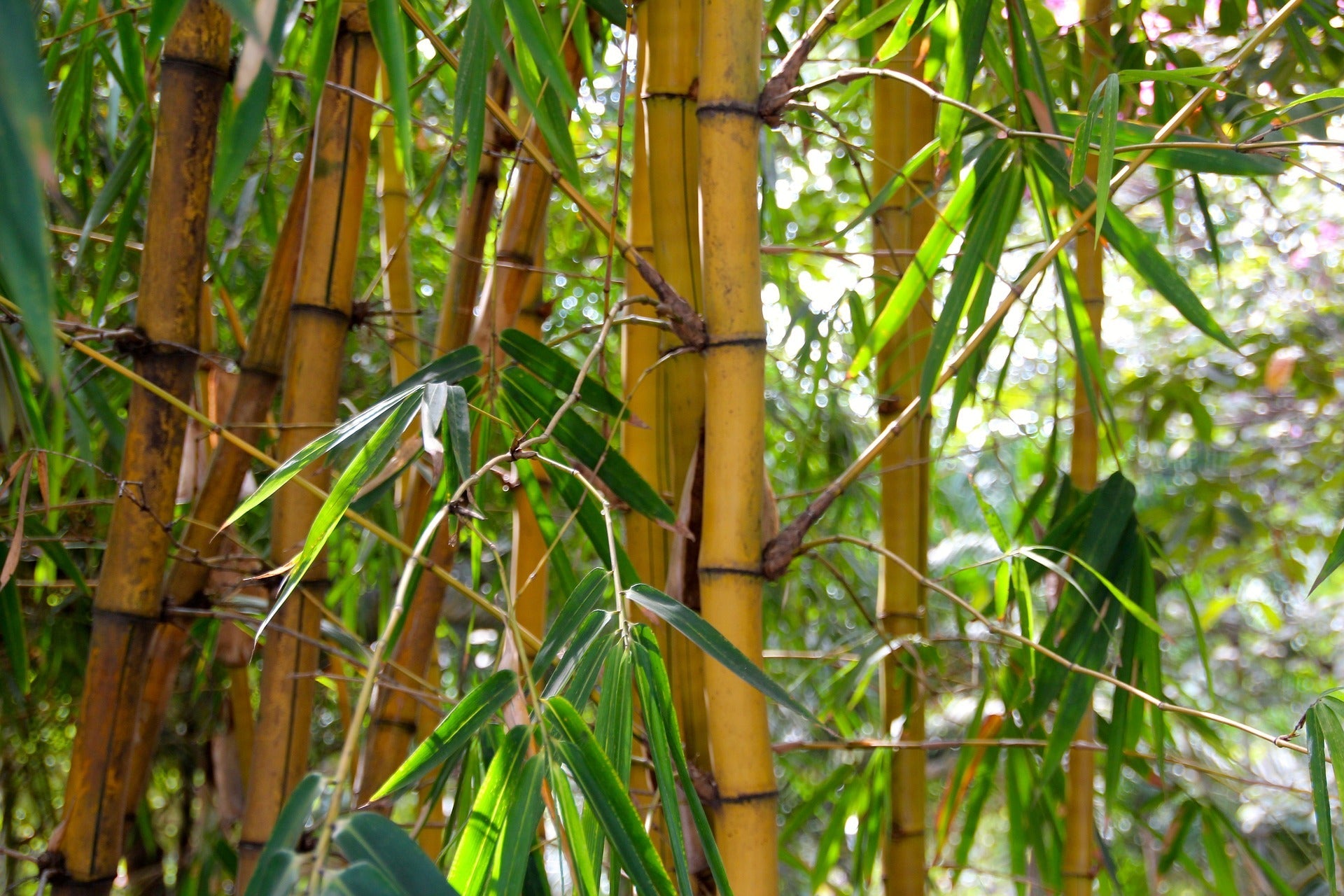 Bambus køkkenudstyr