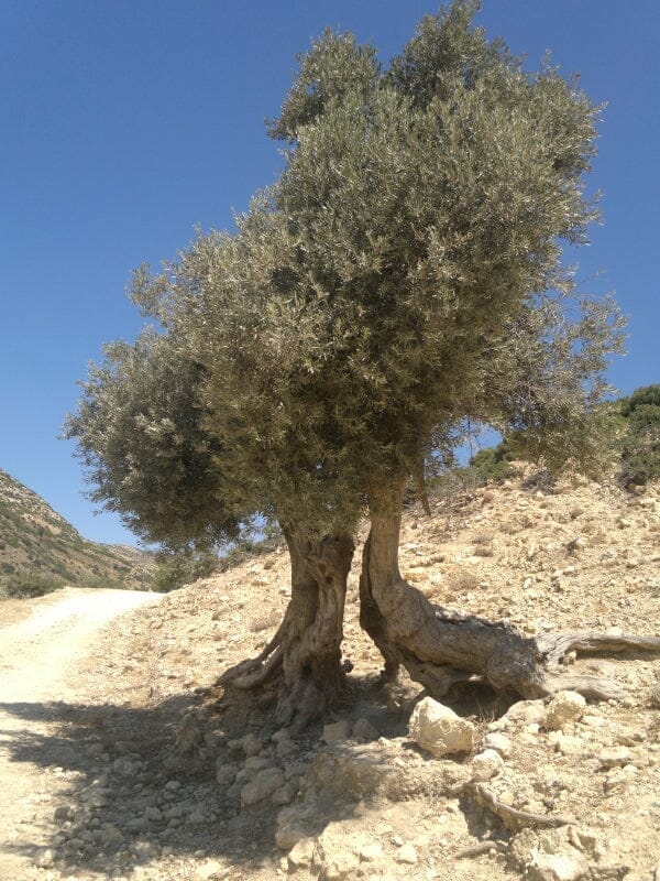 Økologisk Olivenolie - 3 Liter