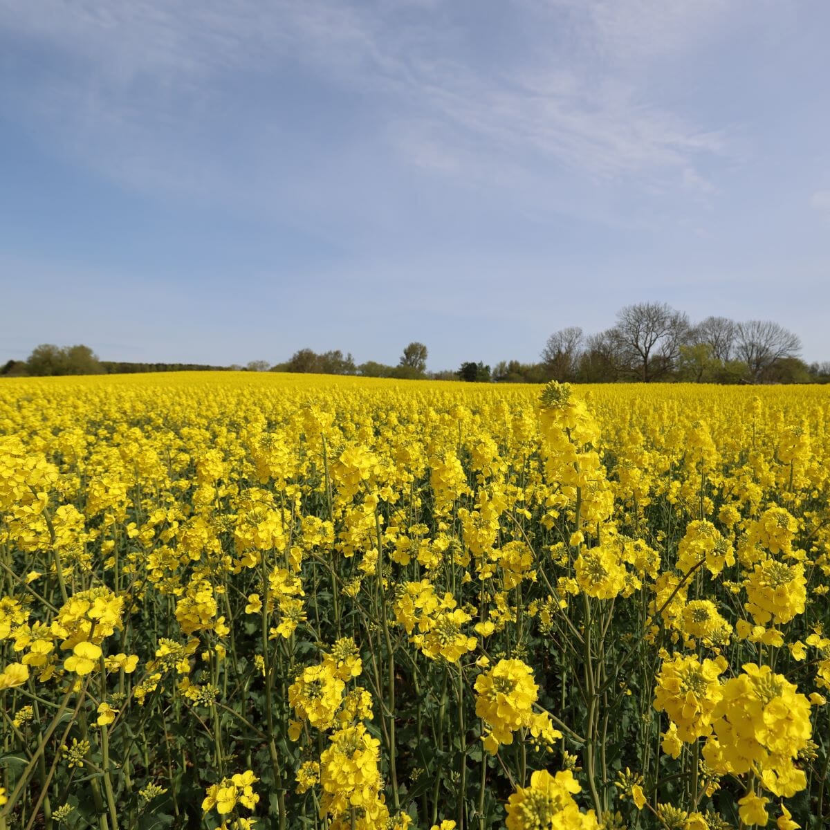 Nyborggaard Rapsolie Ø 1 Liter