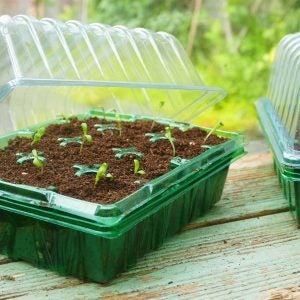 Gro-sure Visiroot Propagator Set