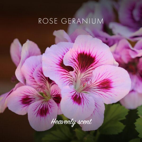 Friendly - Rose & Geranium sæbebar - 95 gram Friendly Soap