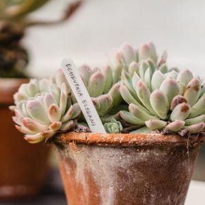 Gardiner's Mate - Stiketiketter 13 cm 50 stk.