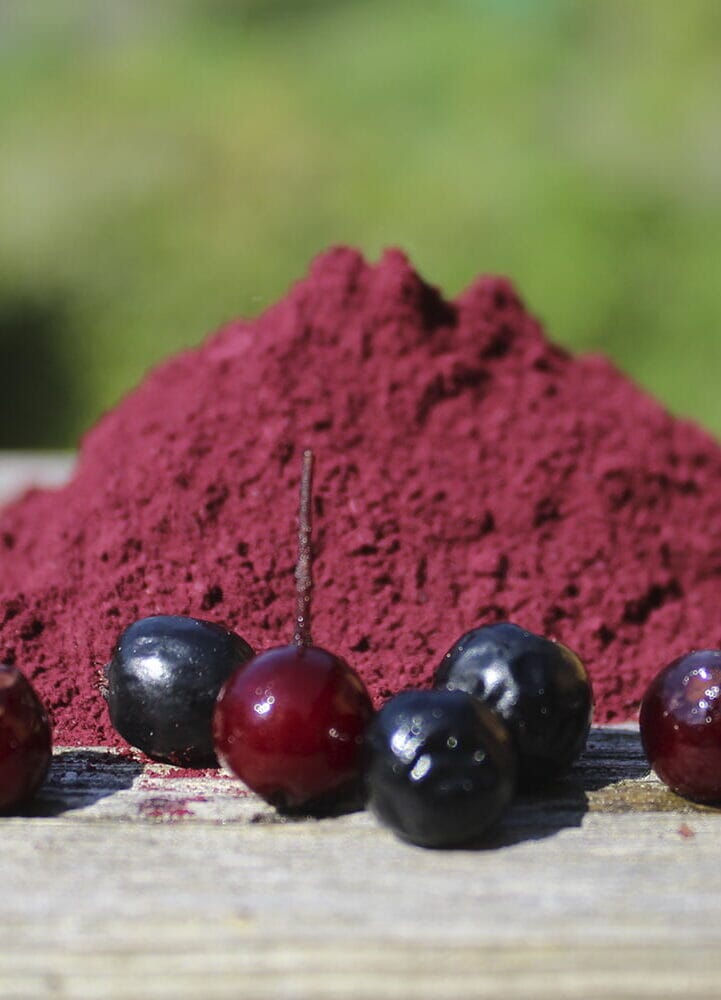 Aronia pulver – Økologisk