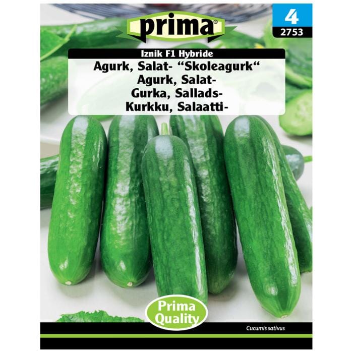 PRIMA® Agurk, Salat- “Skoleagurk“