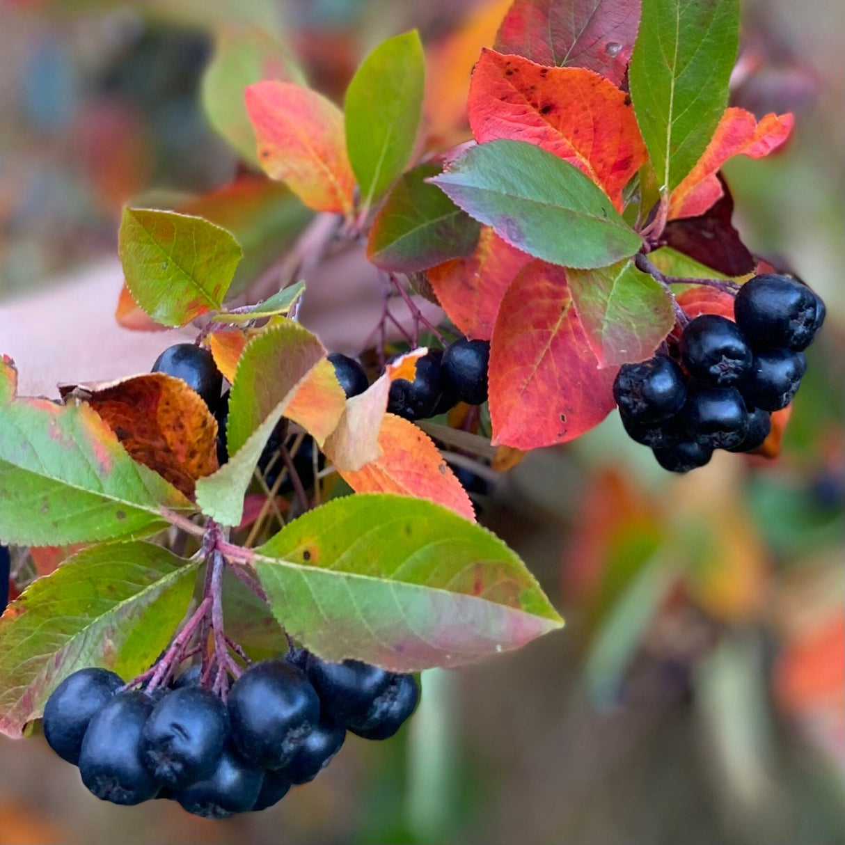 Måske verdens bedste Aronia Juice - økologisk og ufortyndet uden tilsat sukker 3 Liter