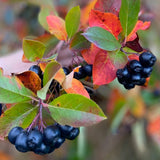 Måske verdens bedste Aronia Juice - økologisk og ufortyndet uden tilsat sukker 3 Liter
